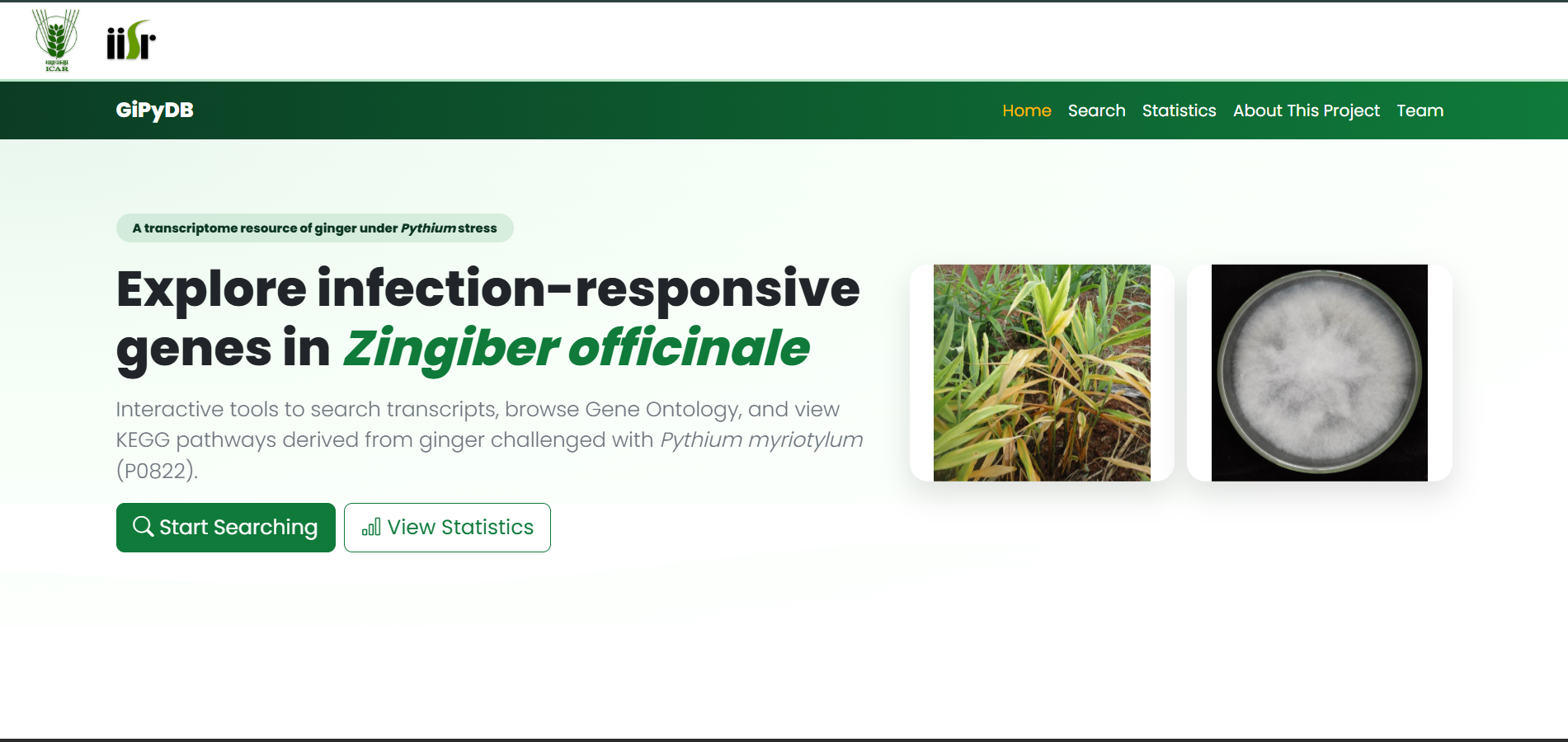 GiPyDB Ginger Transcriptome Database under Pythium Stress